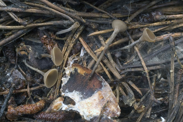 Ciboria rufofusca